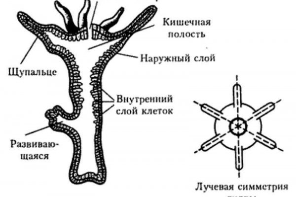 Действующая ссылка на кракен